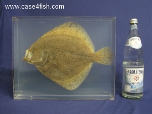 Foto Galerie/Pleuronectiformes/Scophthalmus maximus/Scophthalmus maximus_08_S.jpg